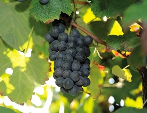 lambrusco salamino