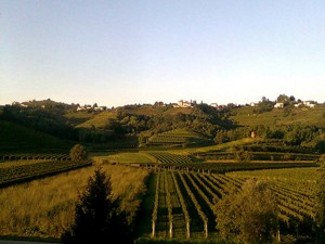 vigneto