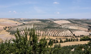 Landscape_andalusia_pinar