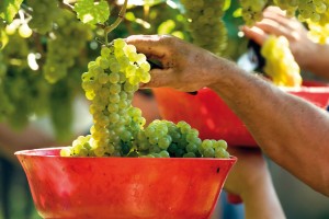 La raccolta dei grappoli per gli spumanti Rotari