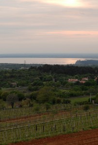 Panoramica dei vigneti di