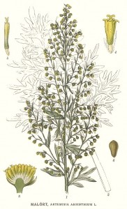 L'artemisa absinthium