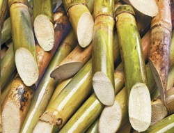 La canna da zucchero pronta per la spremitura