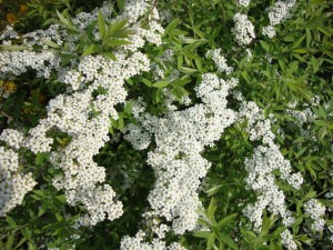 I fiori della Spirea