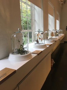 Botaniche - credits Giulio Tolli